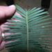 DIOON EDULE VARIETY TAMAULIPAS GLAUCOUS GREEN THIN LEAF MEXICAN CYCAD