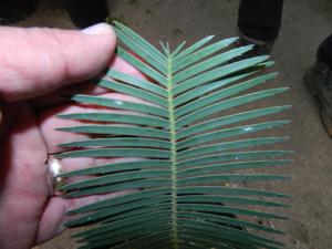 DIOON EDULE VARIETY TAMAULIPAS GLAUCOUS GREEN THIN LEAF MEXICAN CYCAD