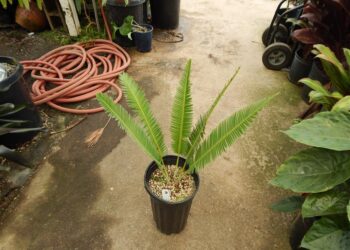 DIOON SPECIES “RIO VERDE” MEXICAN CYCAD WITH LONG LEAVES