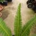 DIOON SPECIES “RIO VERDE” MEXICAN CYCAD WITH LONG LEAVES