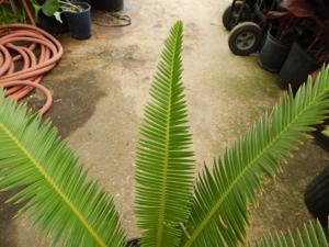 DIOON SPECIES “RIO VERDE” MEXICAN CYCAD WITH LONG LEAVES