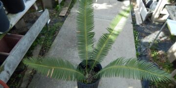 DIOON HOLMGRENII A GREEN MEXICAN CYCAD