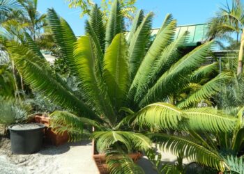 DIOON MEJIAE