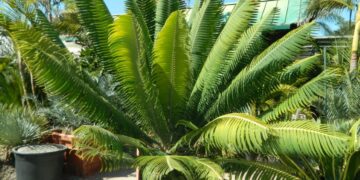 DIOON MEJIAE