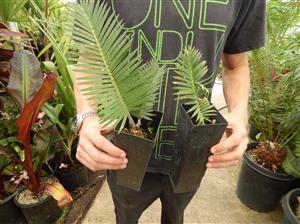 DIOON MEROLAE SLOW GROWING SMALL TO MEDIUM SIZED CYCAD