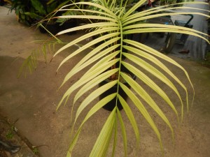 DYPSIS BARONII IDEAL RARE SUCKERING MADAGASCAR PALM