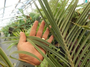 DYPSIS DECARYI THE TRIANGLE PALM