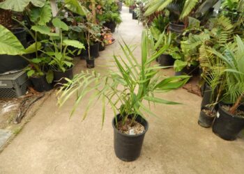 DYPSIS HETEROMORPHA HIGHLAND SUGAR CANE PALM