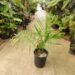 DYPSIS HETEROMORPHA HIGHLAND SUGAR CANE PALM