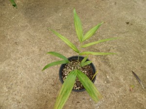 DYPSIS “MAHAJANGA” SINGLE TRUNK OR SUCKERING