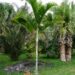DYPSIS PEMBANA SINGLE TRUNK OR SUCKERING NATIVE TO PEMBA ISLAND