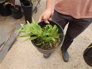 DYPSIS PRESTONIANA VERY RARE SINGLE TRUNK PALM FROM MADAGASCAR