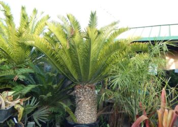 ENCEPHALARTOS ALTENSTEINII
