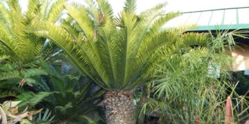 ENCEPHALARTOS ALTENSTEINII