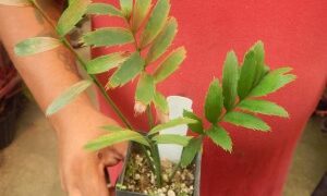 ENCEPHALARTOS ALTENSTEINII LARGER GREEN CYCAD FROM SO AFRICA
