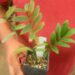 ENCEPHALARTOS ALTENSTEINII LARGER GREEN CYCAD FROM SO AFRICA
