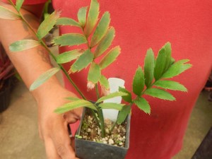 ENCEPHALARTOS ALTENSTEINII LARGER GREEN CYCAD FROM SO AFRICA