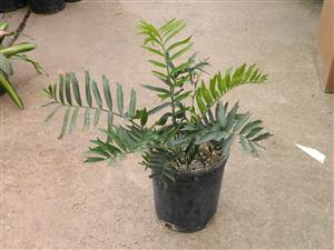 ENCEPHALARTOS ARENARIUS – BLUE VARIETY RARE SOUTH AFRICAN CYCAD