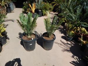 ENCEPHALARTOS CERINUS DWARF SOUTH AFRICAN SPECIES