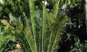 ENCEPHALARTOS CERINUS DWARF SOUTH AFRICAN SPECIES