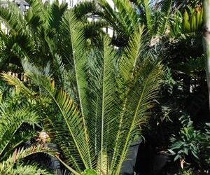 ENCEPHALARTOS CERINUS DWARF SOUTH AFRICAN SPECIES