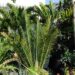 ENCEPHALARTOS CERINUS DWARF SOUTH AFRICAN SPECIES
