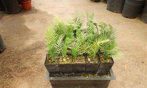 ENCEPHALARTOS CERINUS DWARF SOUTH AFRICAN SPECIES