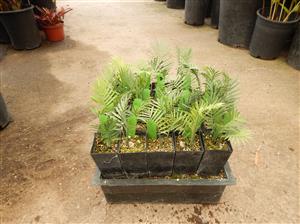ENCEPHALARTOS CERINUS DWARF SOUTH AFRICAN SPECIES
