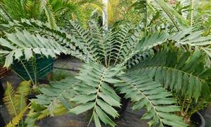 ENCEPHALARTOS FEROX SOUTH AFRICAN CYCAD