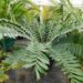 ENCEPHALARTOS FEROX SOUTH AFRICAN CYCAD