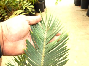 ENCEPHALARTOS FRIDERICI-GUILIELMI VERY RARE SOUTH AFRICAN BLUE CYCAD