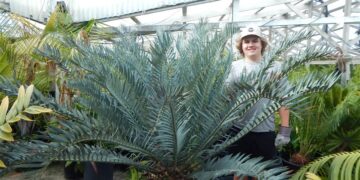 ENCEPHALARTOS HORRIDUS STUNNING BLUE SPECIMEN