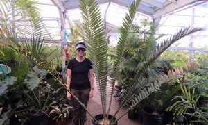 ENCEPHALARTOS ITURIENSIS SUPER RARE CENTRAL AFRICAN CYCAD