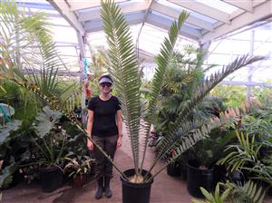 ENCEPHALARTOS ITURIENSIS SUPER RARE CENTRAL AFRICAN CYCAD