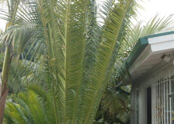 ENCEPHALARTOS ITURIENSIS