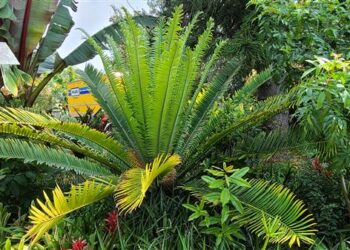 ENCEPHALARTOS KISAMBO