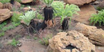 ENCEPHALARTOS LANATUS SILVER BLUE SOUTH AFRICAN CYCAD