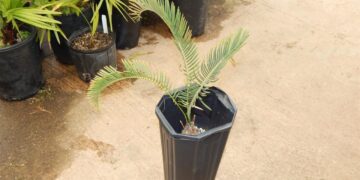 ENCEPHALARTOS LANATUS A RARE BLUE CYCAD FROM SOUTH AFRICA