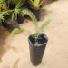 ENCEPHALARTOS LANATUS A RARE BLUE CYCAD FROM SOUTH AFRICA