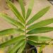 ENCEPHALARTOS LAURENTIANUS THE GIANT KWANGO CYCAD SPECTACULAR CENTRAL AFRICAN CYCAD