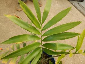ENCEPHALARTOS LAURENTIANUS THE GIANT KWANGO CYCAD SPECTACULAR CENTRAL AFRICAN CYCAD
