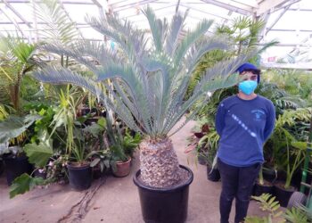 ENCEPHALARTOS LEHMANNII BLUE SOUTH AFRICAN CYCAD