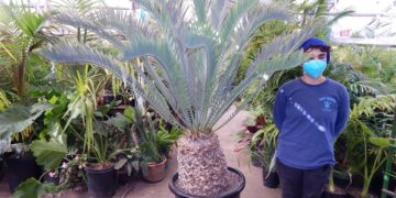 ENCEPHALARTOS LEHMANNII BLUE SOUTH AFRICAN CYCAD