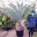 ENCEPHALARTOS LEHMANNII BLUE SOUTH AFRICAN CYCAD