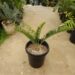 ENCEPHALARTOS MUNCHII A RARE CENTRAL AFRICAN CYCAD