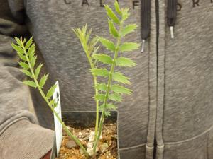ENCEPHALARTOS MUNCHII A RARE CENTRAL AFRICAN CYCAD