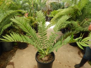 ENCEPHALARTOS NATALENSIS MEDIUM SIZED GREEN CYCAD