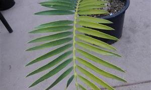 ENCEPHALARTOS WHITELOCKII LARGER CENTRAL AFRICAN CYCAD