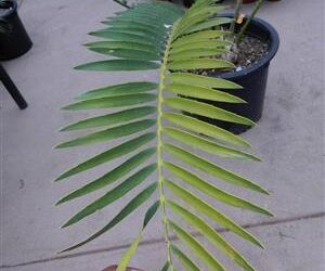 ENCEPHALARTOS WHITELOCKII LARGER CENTRAL AFRICAN CYCAD