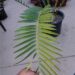 ENCEPHALARTOS WHITELOCKII LARGER CENTRAL AFRICAN CYCAD